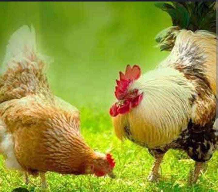 Country Chicken - Aseel Breed